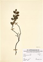 藏品(烏柑)的圖片